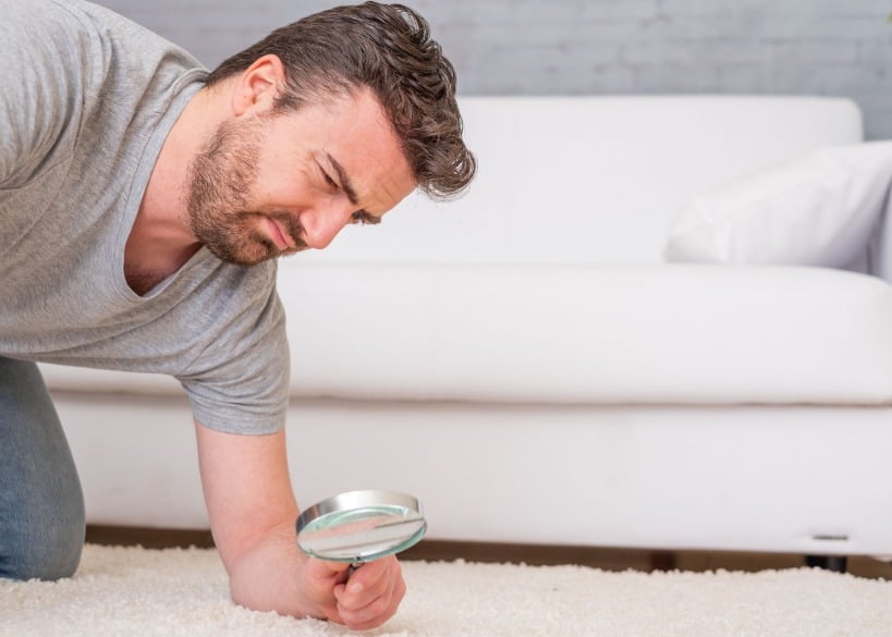 Top 5 Methods for Fighting Ticks and Fleas