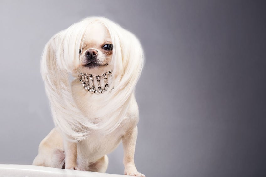 Pet Jewelry