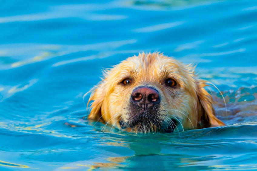 How to help your dog if he’s afraid of water