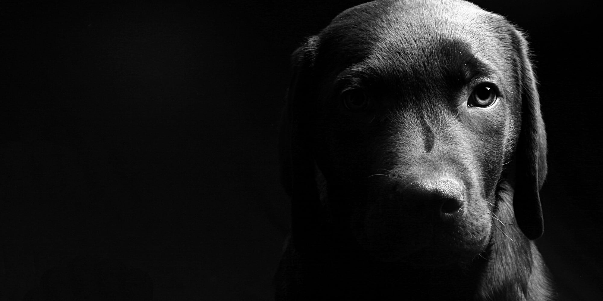 Lo Que Necesitas Saber sobre la Cremación de Mascotas 