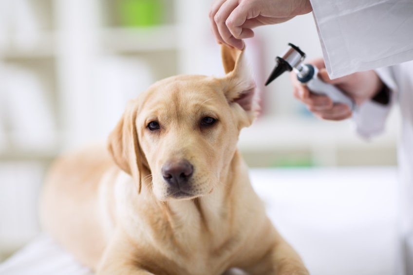 How Did Fleas and Ticks Get on My Dog?