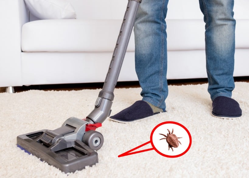 9 Home Remedies for Fleas and Ticks That Don't Work