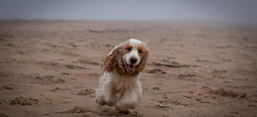 How to handle your high-energy dog