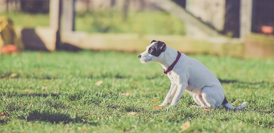 How does the Seresto flea collar work?