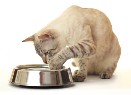 7 Razones por las que los gatos escarban en sus cuencos de comida o agua