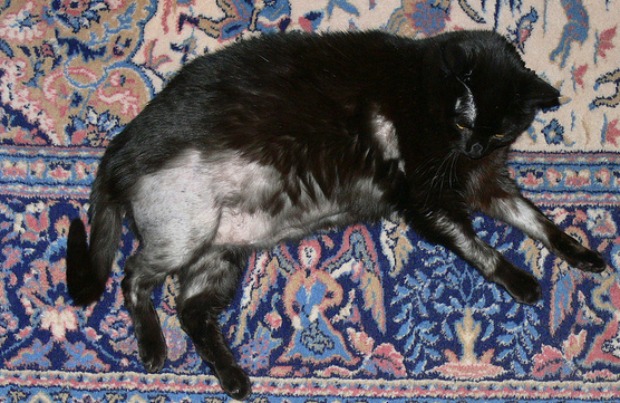 ¿Por Qué Se Le Cae el Pelo a Mi Gato?
