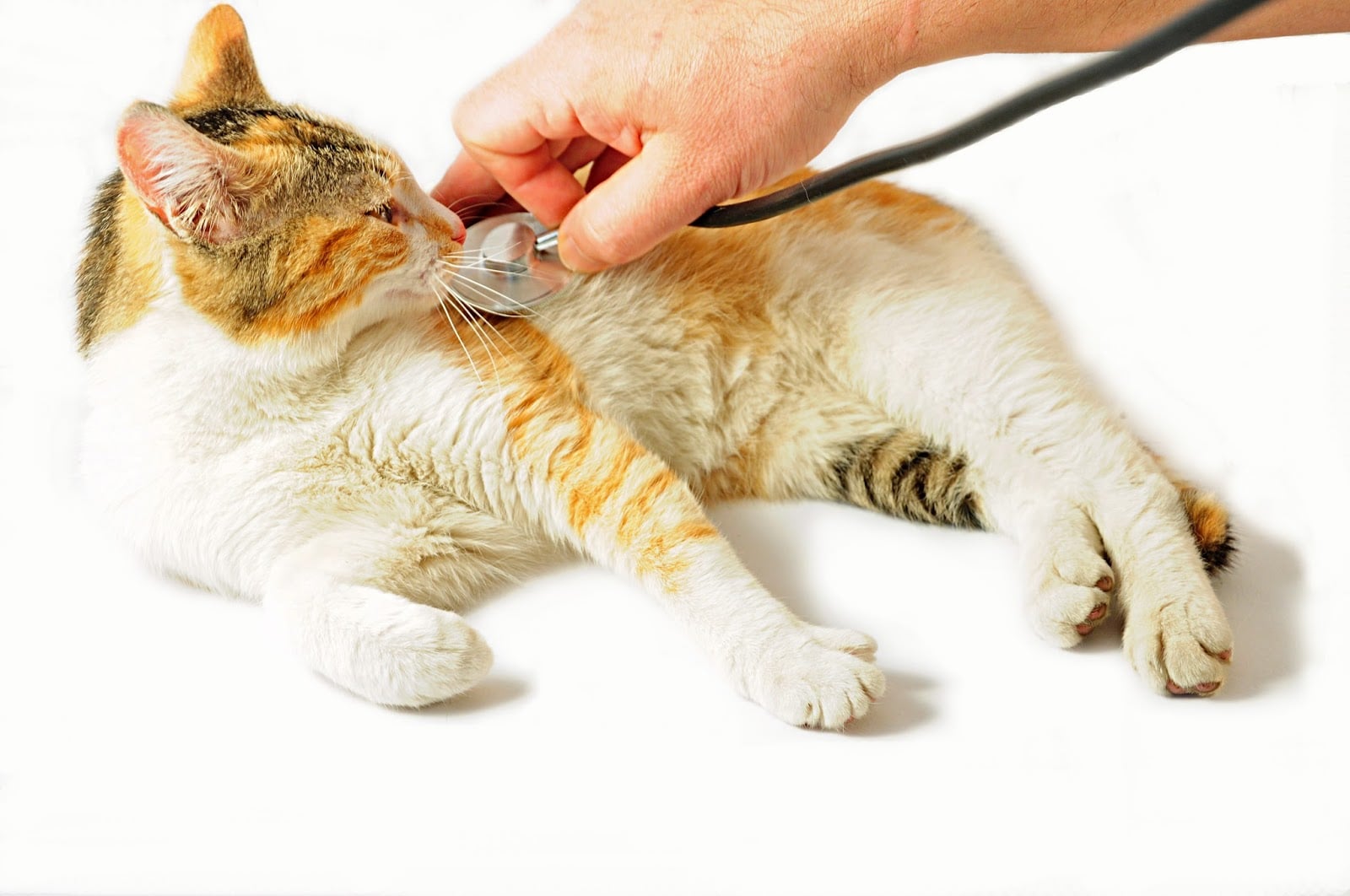 What You Need To Know About Feline Heart Disease
