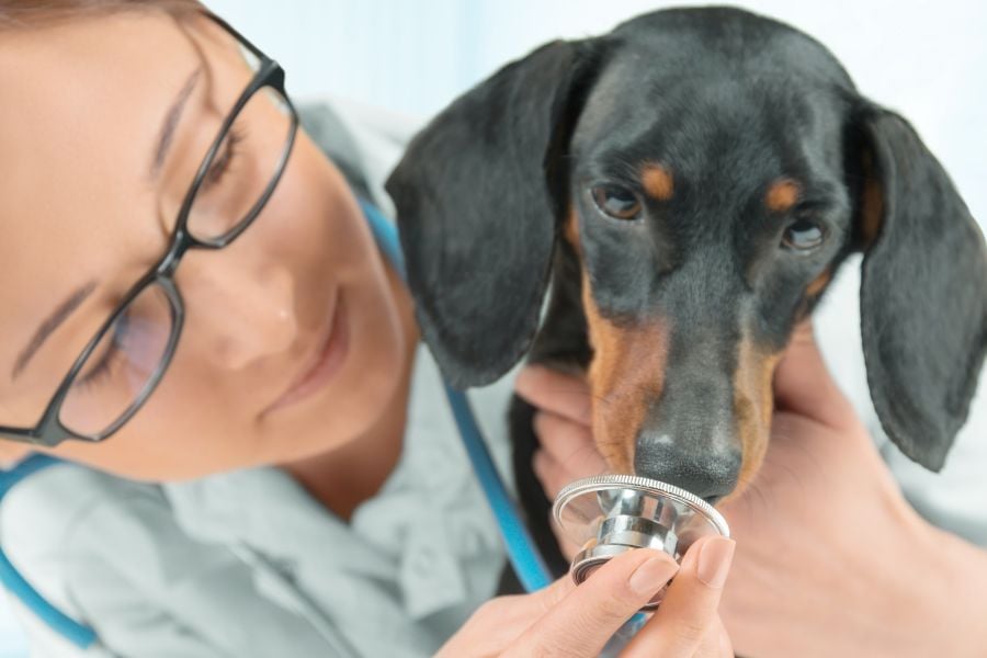 Nose Knows Best - Dog's Superpower of Detecting Cancer