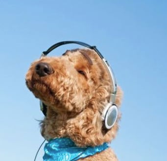 Mascotas y música: ¿qué les gusta escuchar?