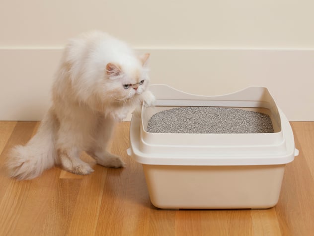 Qué Hacer Cuando Tu Gato Se Niega a Usar Su Bandeja de Arena