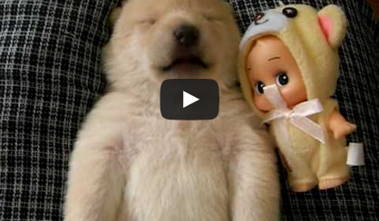 ¡Este cachorro Shiba soñando es lo más adorable que verás hoy!