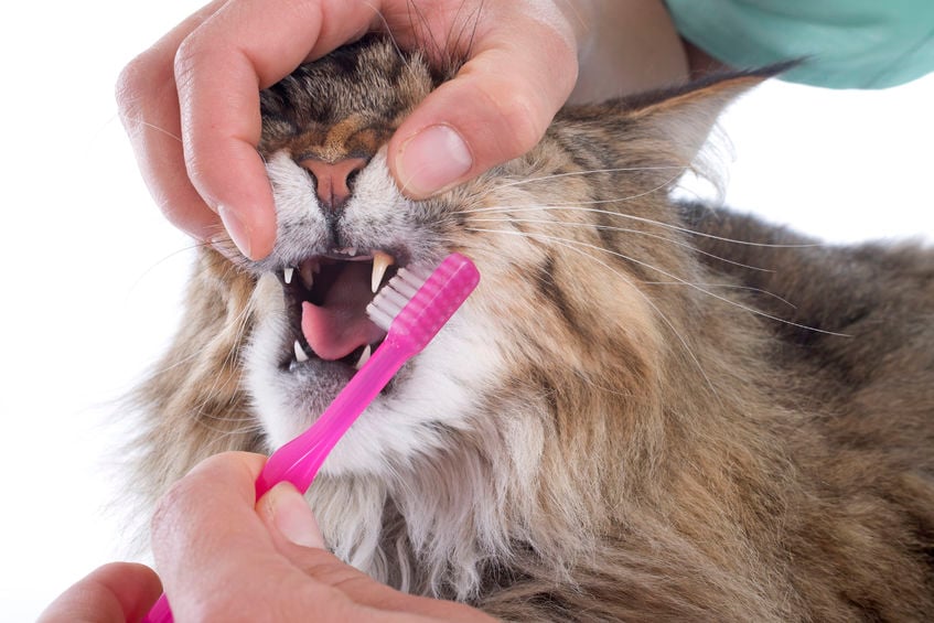 Do I need to brush my cat’s teeth?