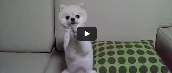 ¡Mira a este piadoso perrito!