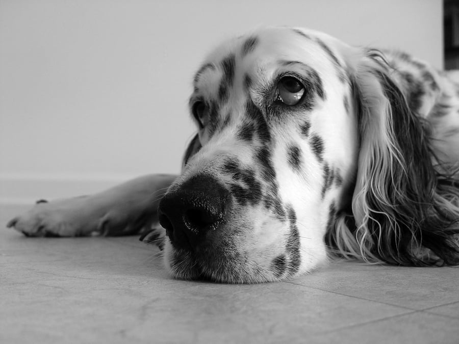 6 Formas de Mantener a Tu Perro Entretenido Mientras Trabajas