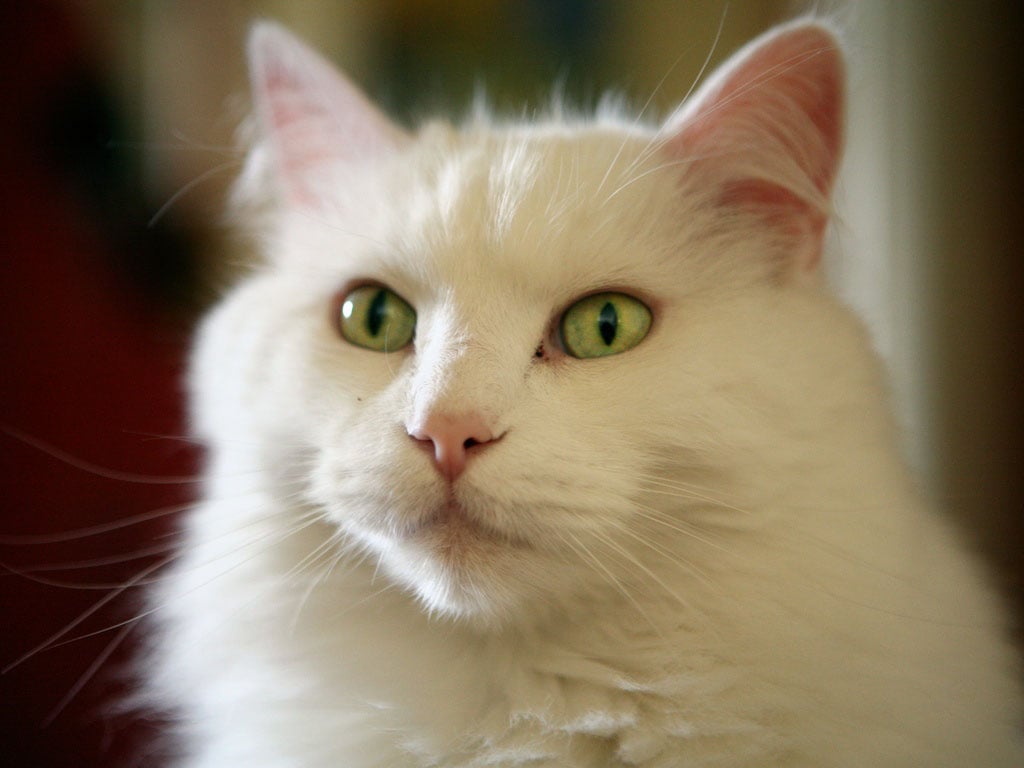 Por qué tu gato está estreñido y cómo puedes ayudarle