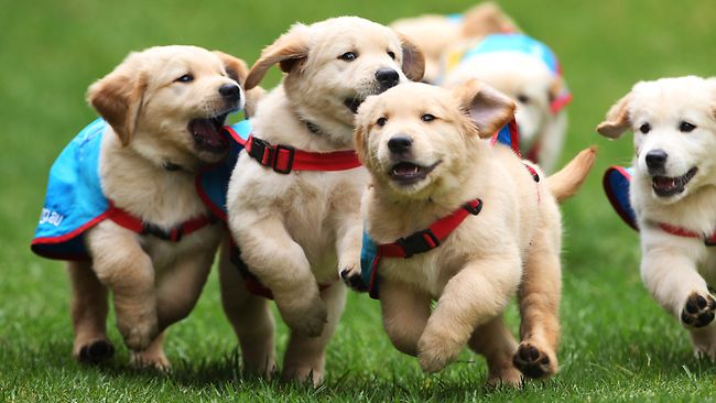 Qué hacer y qué no hacer cerca de los perros de servicio
