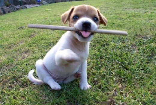 Training Your Puppy to Fetch