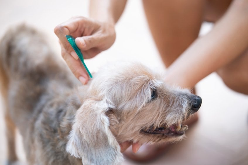 7 Places Ticks May Hide on Your Pet