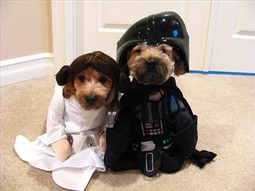 8 Pets Who Are Star Wars Look-a-Likes 
