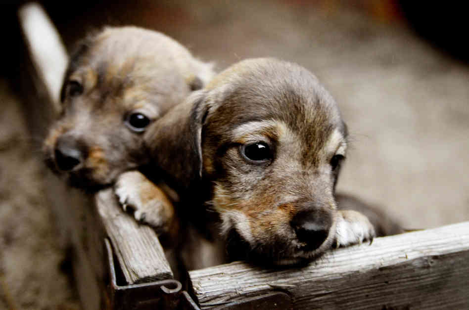 ¿Debería tu próximo perro ser un perro de refugio?