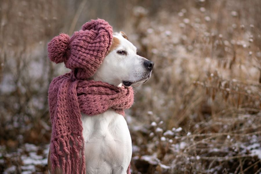 Winter is Coming! Here's How to Prep Your Outdoor Dog for the Cold