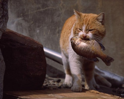Lo Que Necesitas Saber Sobre Darle Pescado a Tu Gato