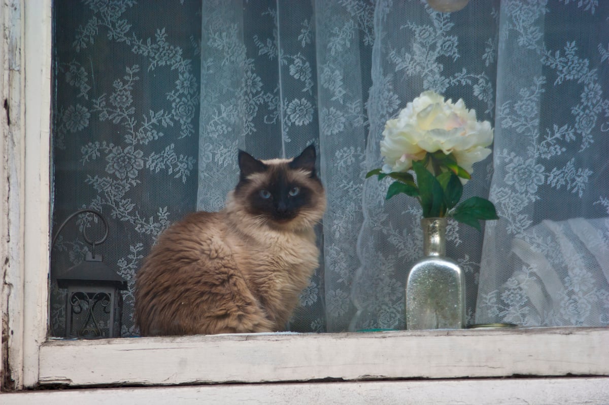 Qué hacer cuando tu gato empieza a vivir con tus vecinos