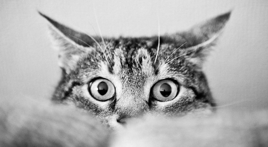¿Cómo te ve tu gato?