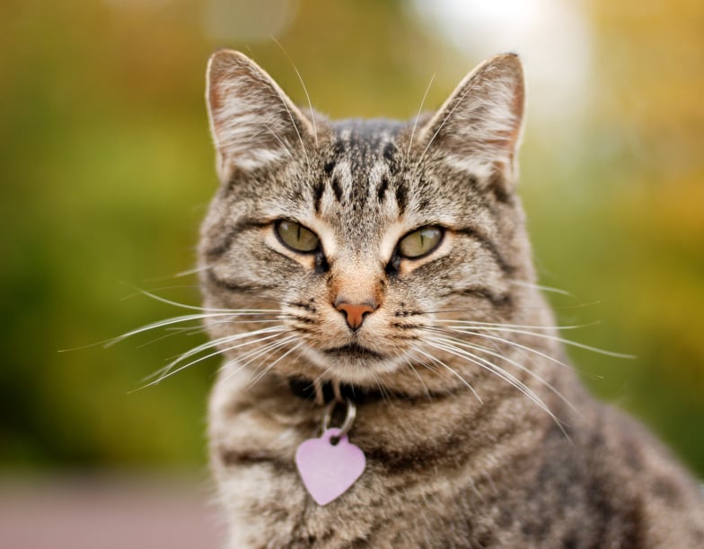 Cats: Indoors or Outdoors?