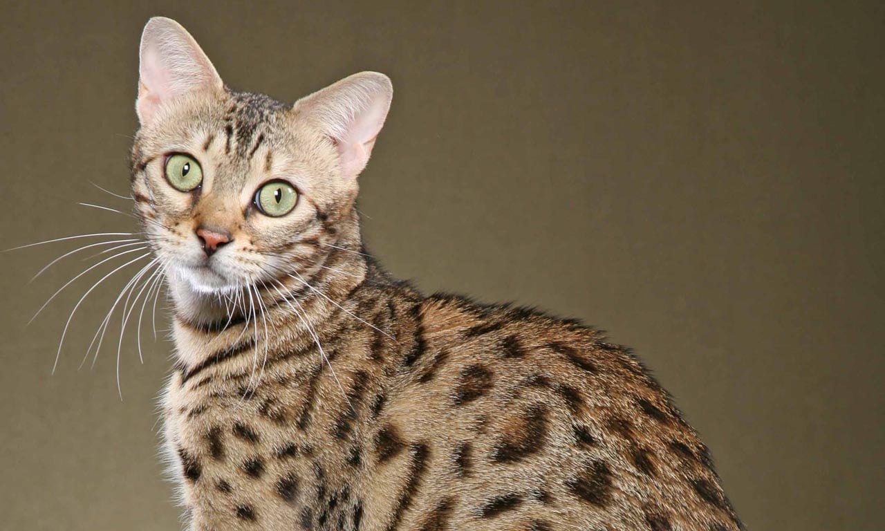 Razas de Gatos: Más de lo que Podrías Esperar