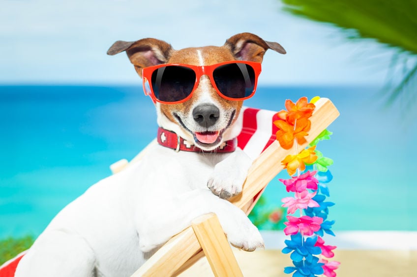 How prepare your dog up for success during your next vacation