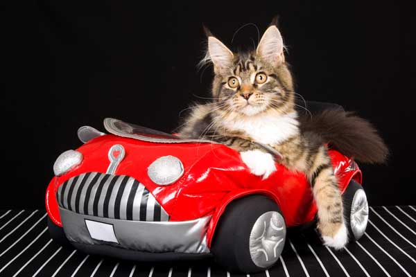 10 Cats With Sweet Rides