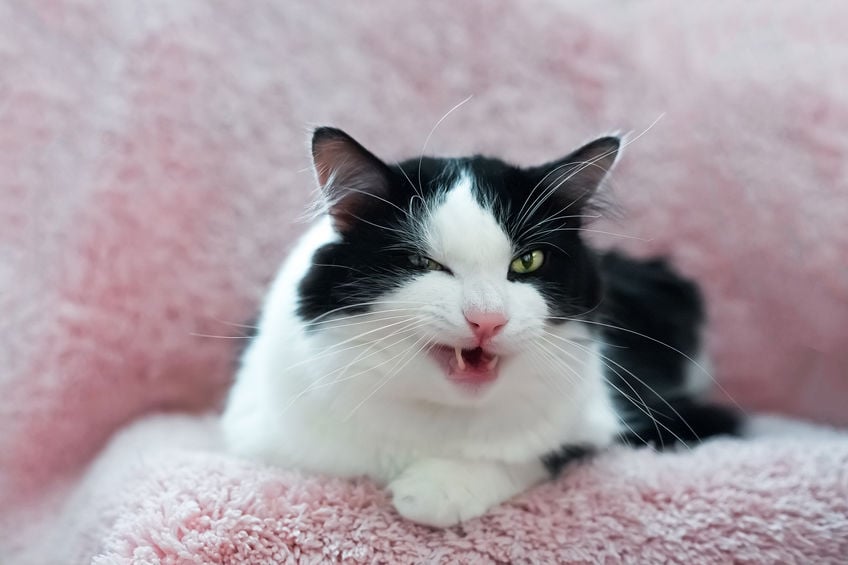 Why do cats kick with their hind legs?