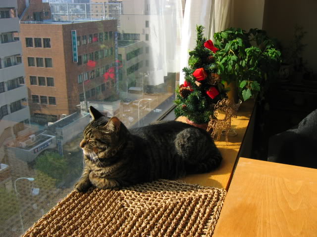 Lo Que los Residentes de Apartamentos Necesitan Para Sus Gatos