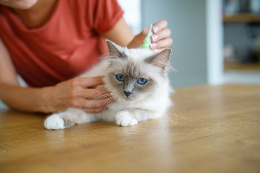How Dangerous Are Fleas?