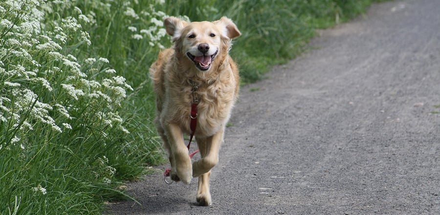 Help! My dog doesn’t come when called