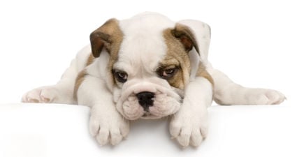 ¿Cómo se contagian los cachorros de gusanos?  