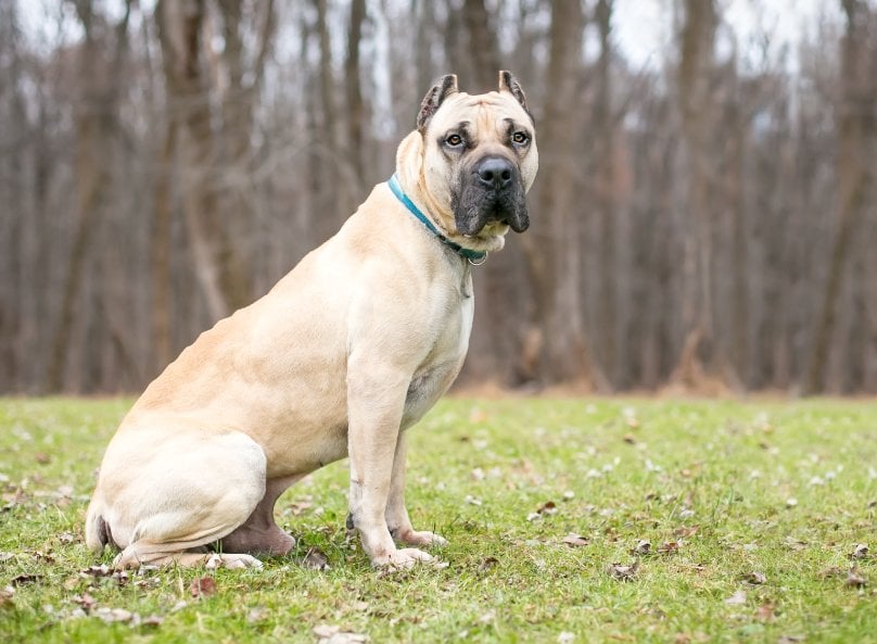 Are ear cropping and tail docking inhumane?