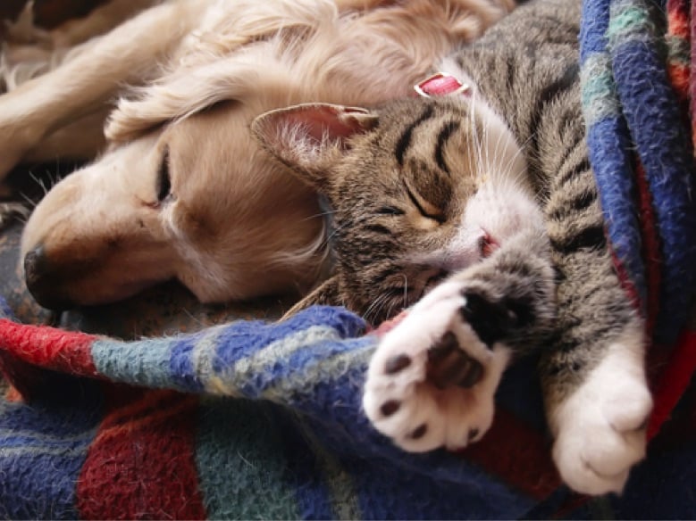 Are My Pets Getting Enough Sleep?