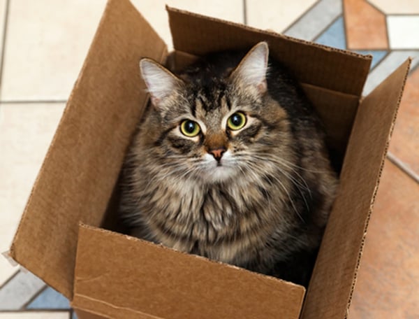 ¡Múdate de casa con tu gato sin estrés!