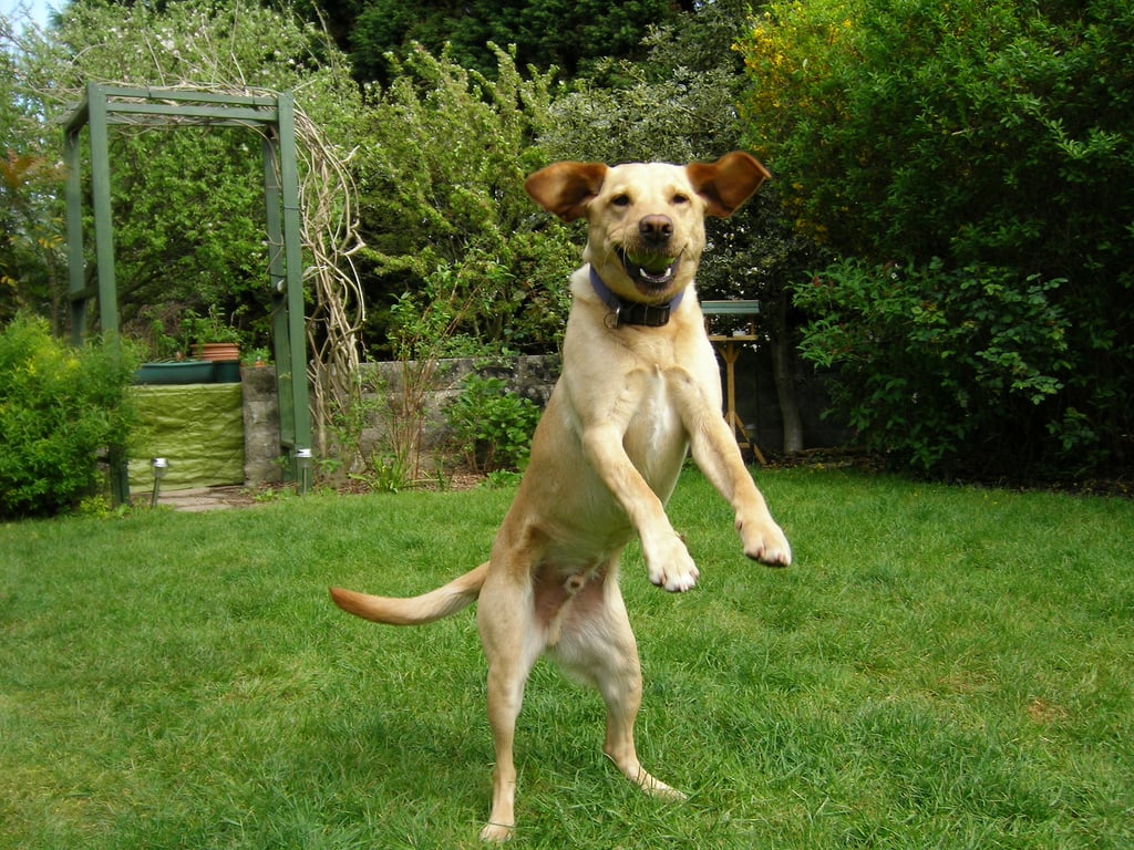 How To Handle An Attention Seeking Dog