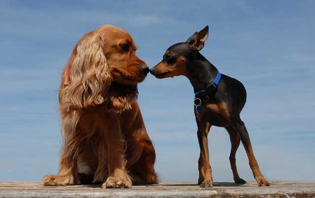 ¿Presentas un nuevo perro a la 'manada'? Aquí te contamos cómo hacerlo sin estrés