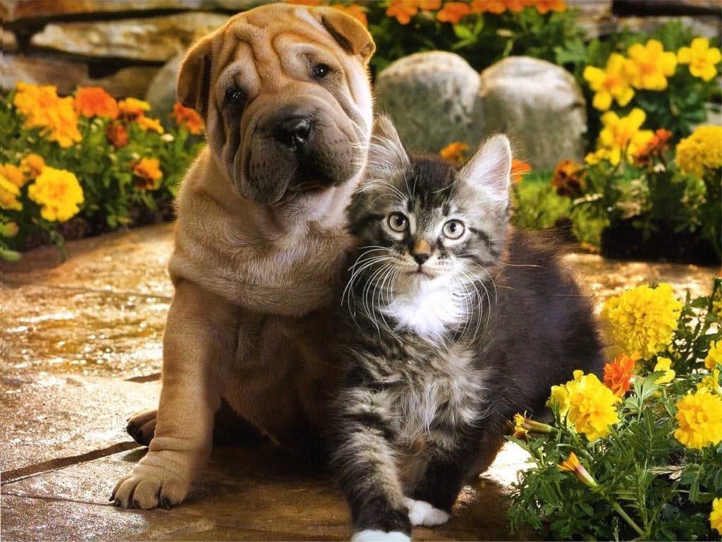 Esterilización Temprana de Tu Mascota