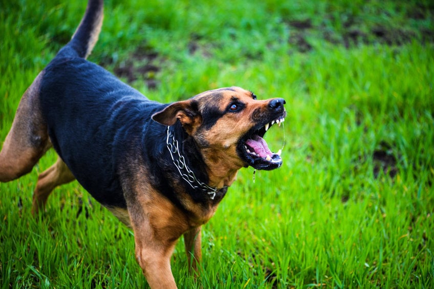 Why do dogs bark at each other during walks?