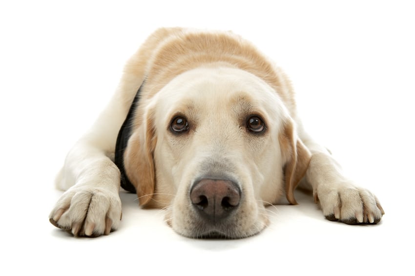 The Dos and Don’ts of Making Eye Contact with Dogs