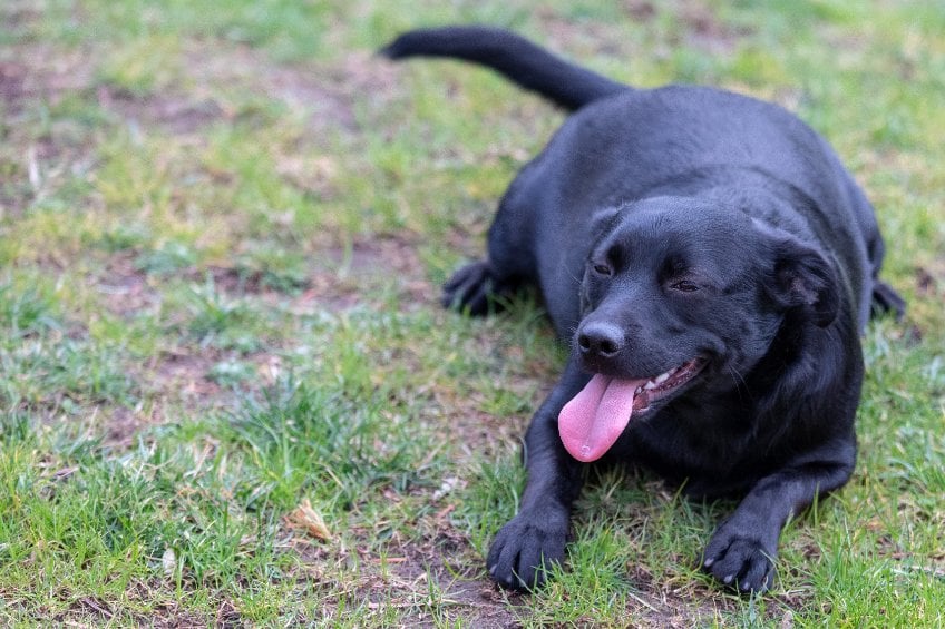 There’s a good chance you’re feeding your dog too much