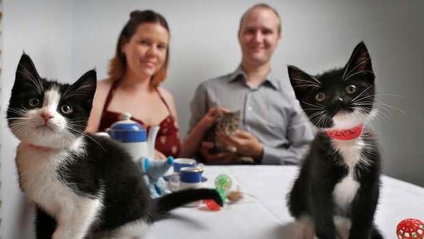 Melbourne Cat Cafe: Entrevista