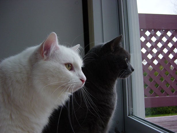 Introducing a New Cat to Your Existing Ones