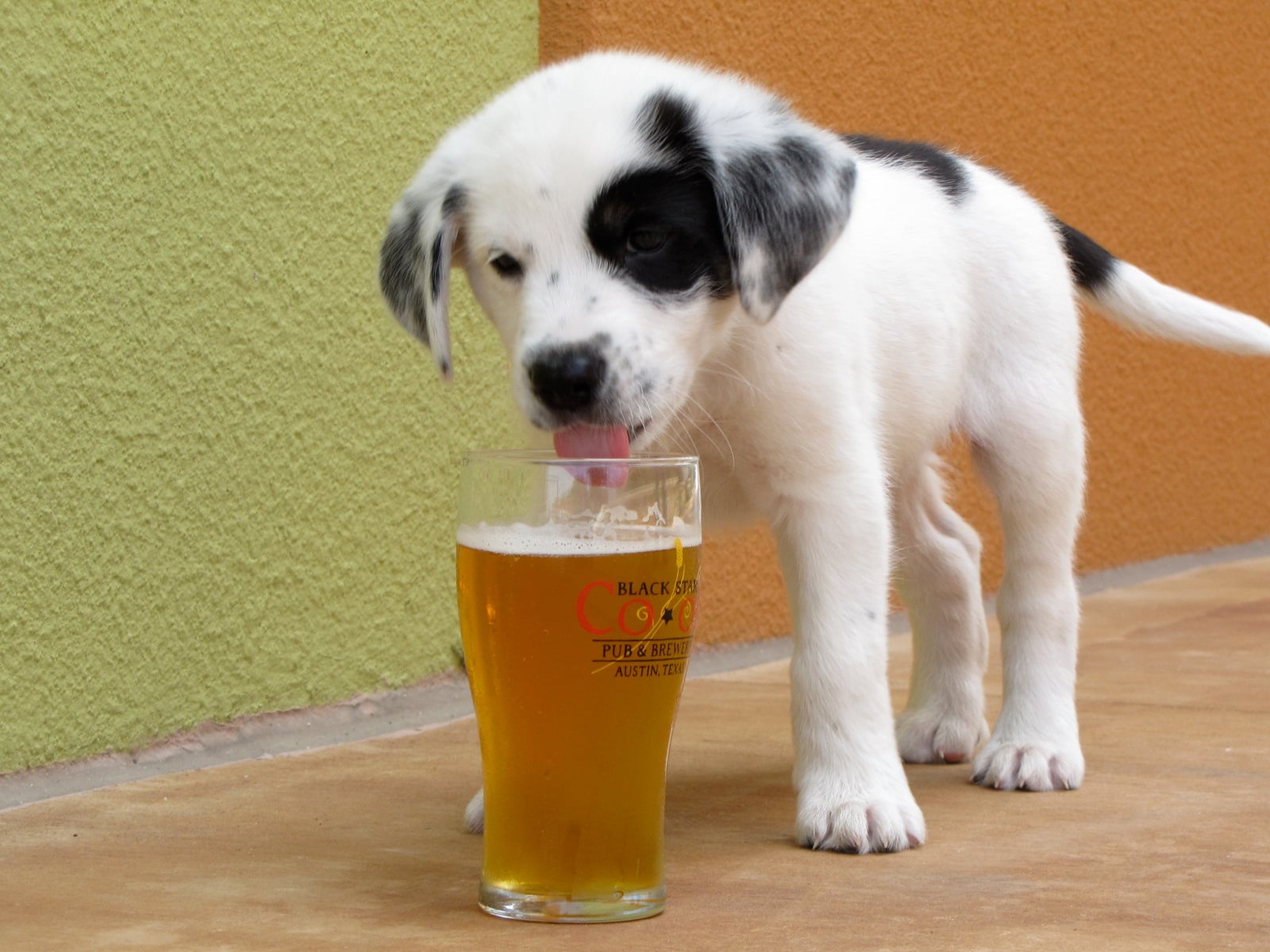 Top Five Summer Safety Tips for Your Dog