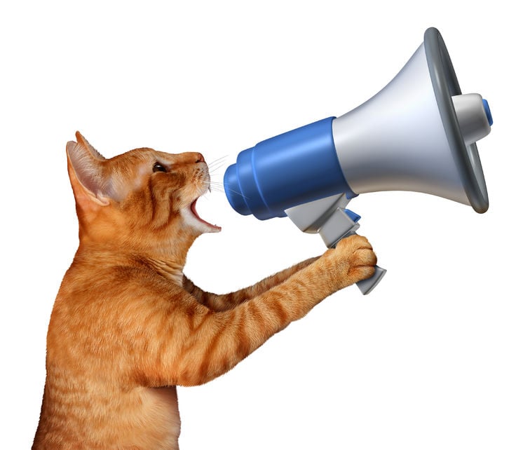 How to communicate your cat